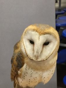 Photo of a Barn Owl sitting on a desk in a classroom.