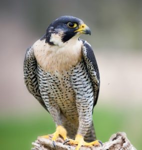 A close up of a falcon standing on a wooden branch