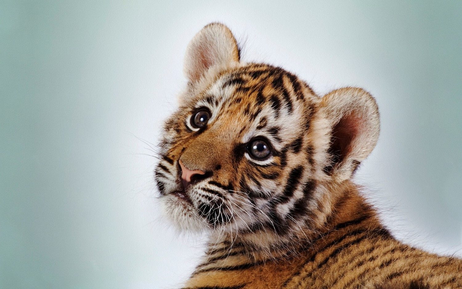 A baby tiger looking behind at the camera with a puppy dog face