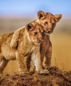 Two baby lions standing with thie rarms around each other