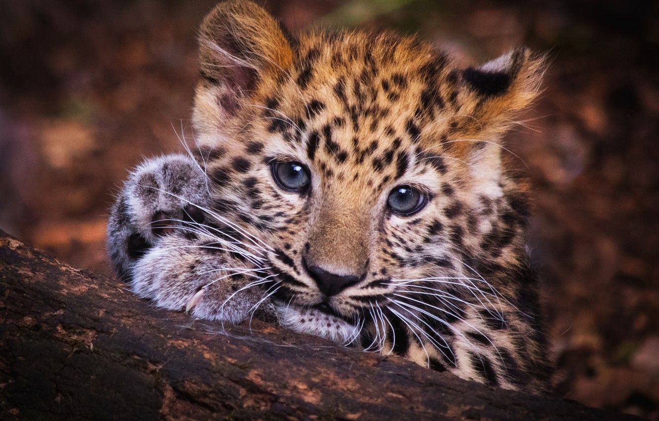 A baby leopard looking into the camera with his head rested on a tree branch