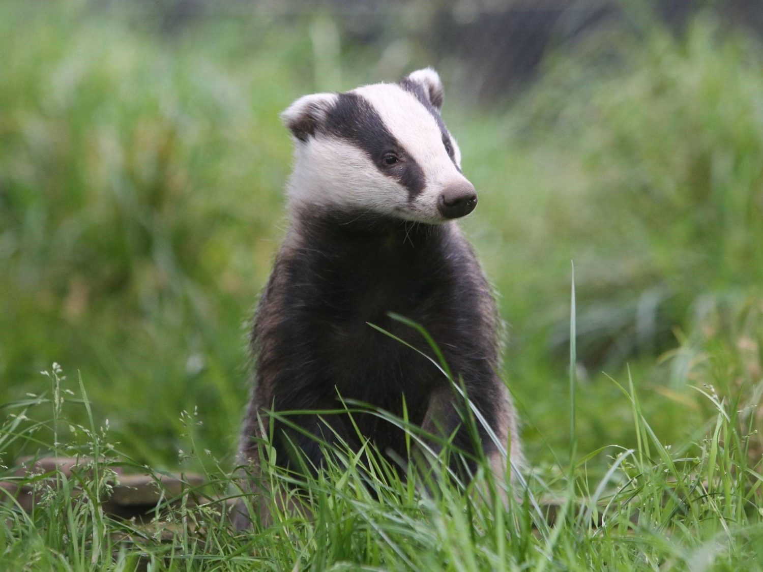 A badger standing on grass while looking into the distance