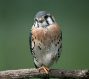 A close up of a kestrel standing on a wooden branch