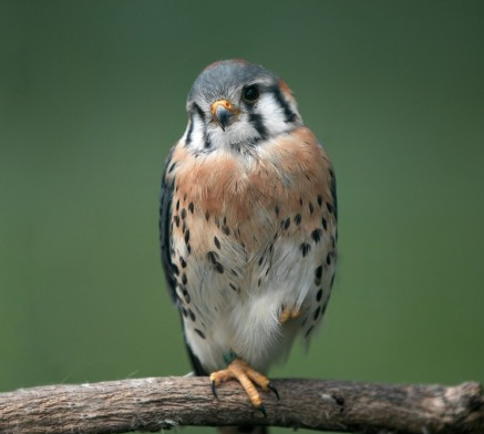 A close up of a kestrel standing on a wooden branch