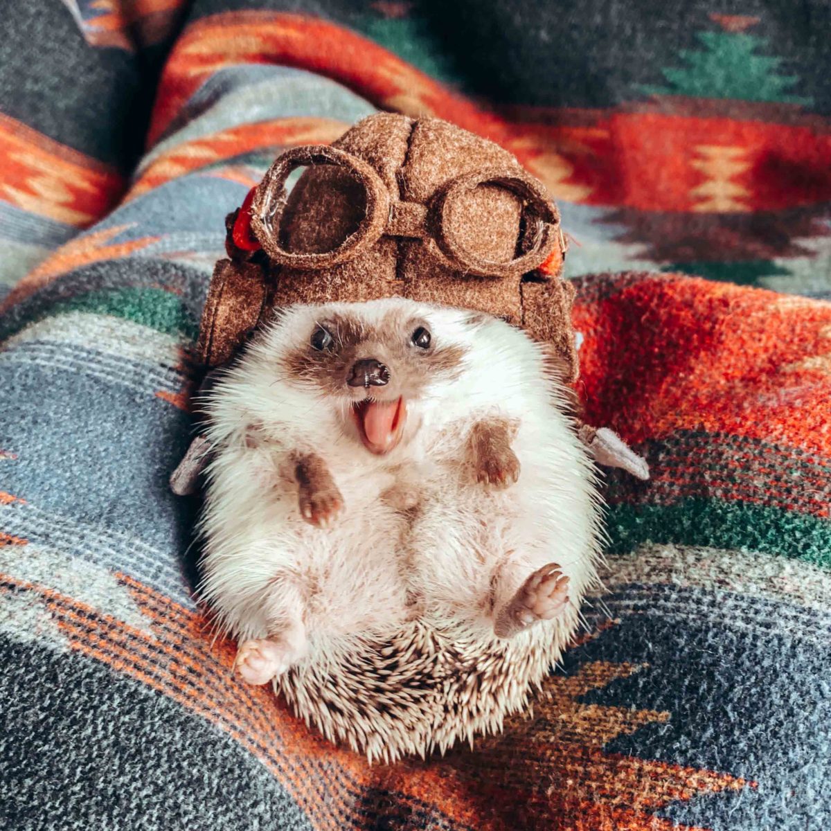 A small hedgehog wearing a hat with glasses while looking into the camera