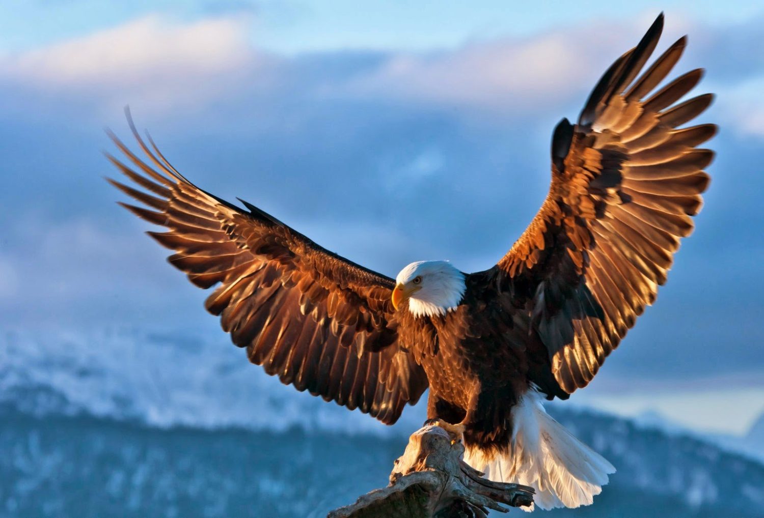A close up of an eagle landing with it's wings open