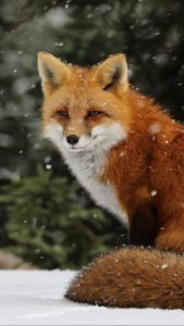 A close up of a fox standing while snow is falling