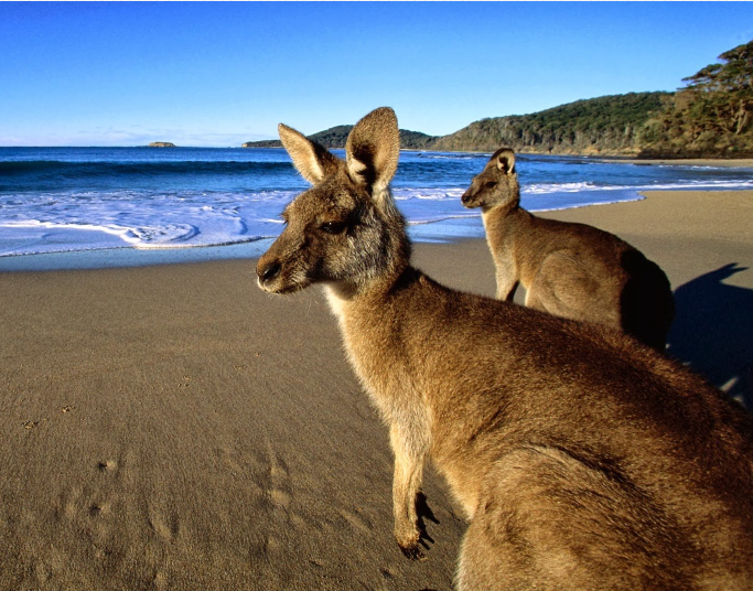 Two Kangaroos by the beach staring at the water