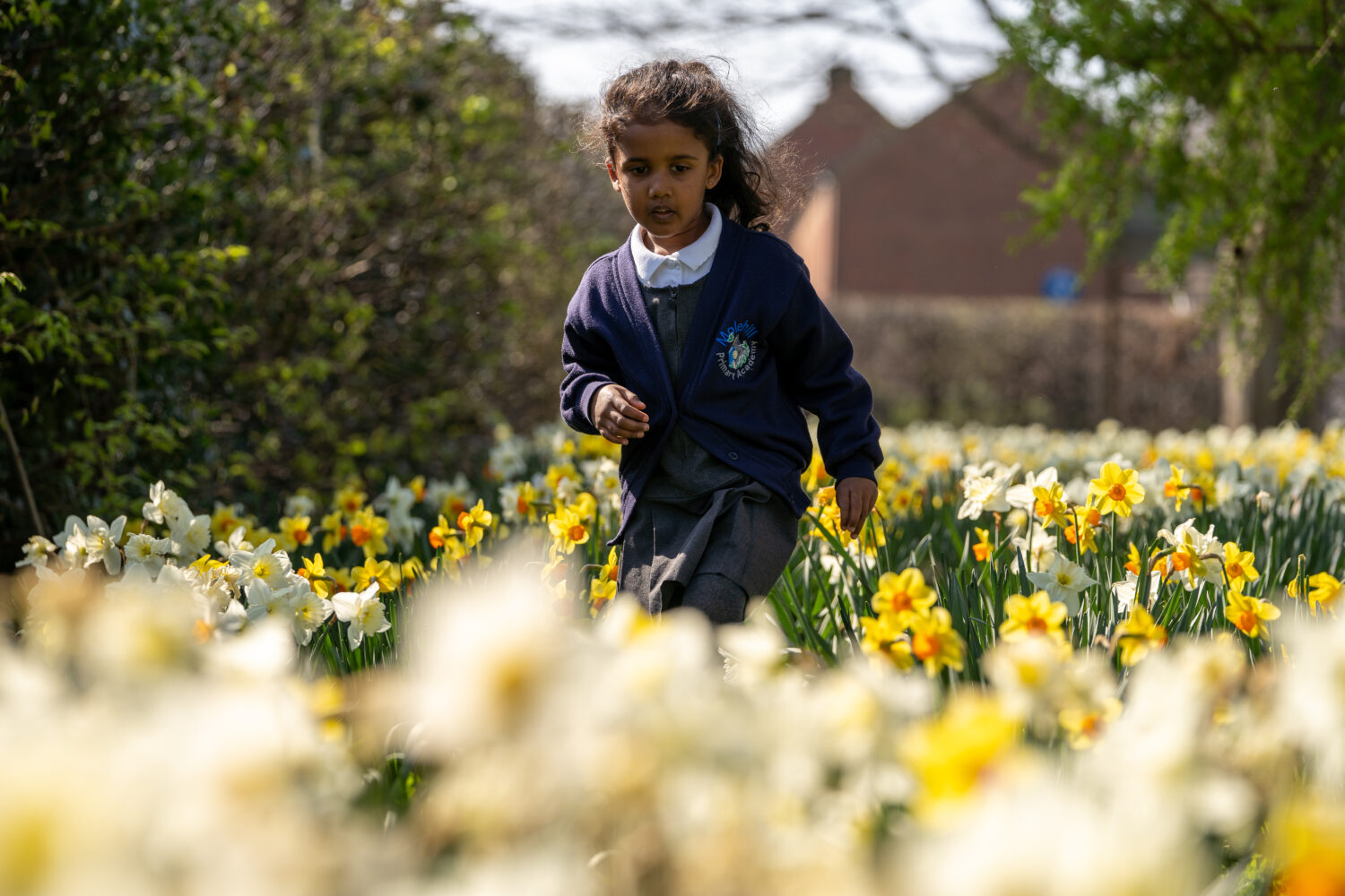 A Molehill Primary student walking through daffodils